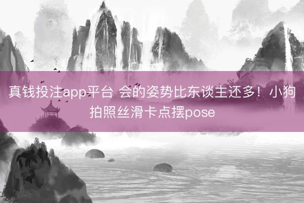 真钱投注app平台 会的姿势比东谈主还多！小狗拍照丝滑卡点摆pose