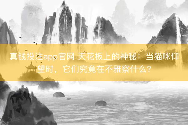 真钱投注app官网 天花板上的神秘：当猫咪仰望时，它们究竟在不雅察什么？