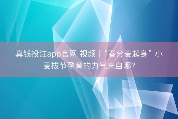 真钱投注app官网 视频丨“春分麦起身” 小麦拔节孕育的力气来自哪？